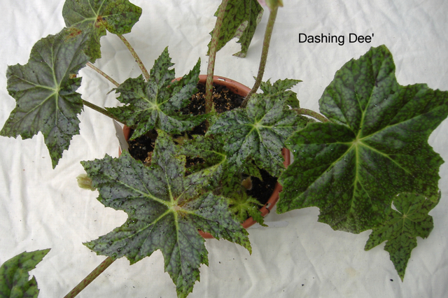 B. ‘Dashing Dee’